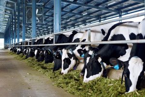 VNM: Doanh thu và LNST của VNM sẽ tăng mạnh sau vụ thâu tóm GTN