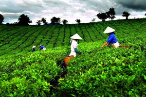 Cập nhật cổ phiếu GTN: Tái cơ cấu tạo tiền đề tăng trưởng mạnh mẽ. Khuyến Nghị Mua.