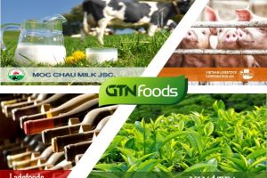 Phân tích cổ phiếu GTN: ước tính giá trị hợp lý của cổ phiếu chỉ 12.450đ