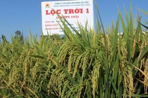 Cập nhật cổ phiếu LTG: Covid 19 và tình hình hạn hán ngập mặn ảnh hưởng tiêu cực tới kết quả kinh doanh.