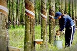 Cập nhật cổ phiếu PHR: Chuyển nhượng đất thúc đẩy tăng trưởng lợi nhuận.