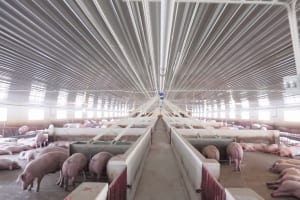 Cập nhật DBC:  Giá heo tăng cao giúp Dabaco tăng trưởng lợi nhuận